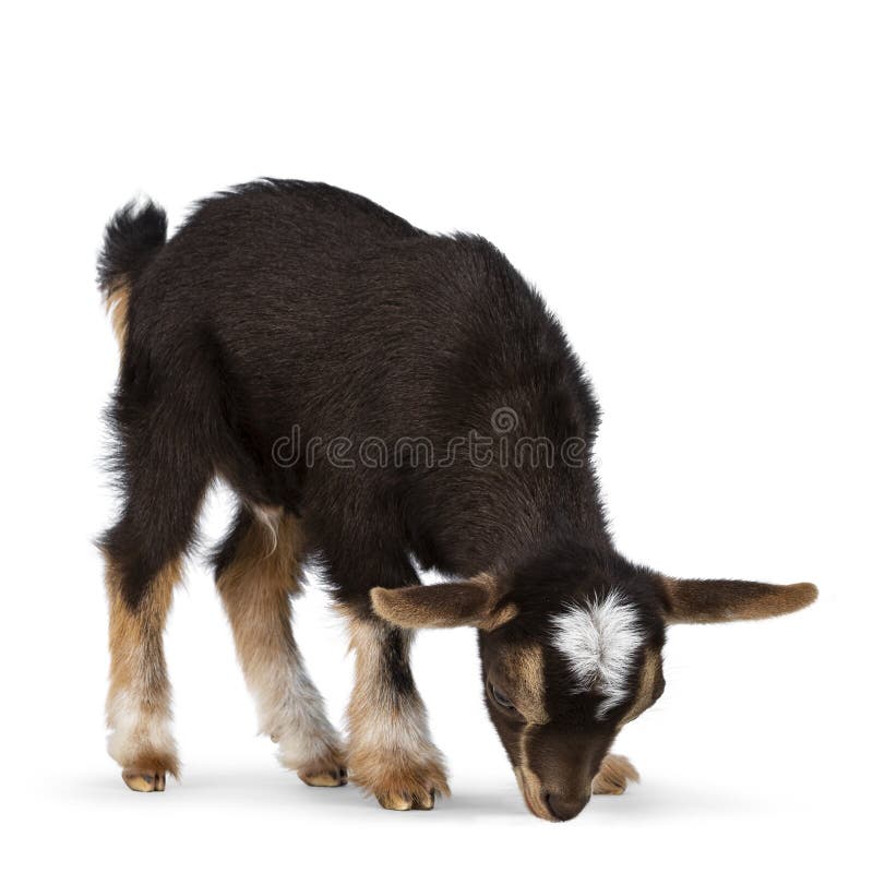 Bebe Chevre Sur Fond Blanc Photo Stock Image Du Naissance
