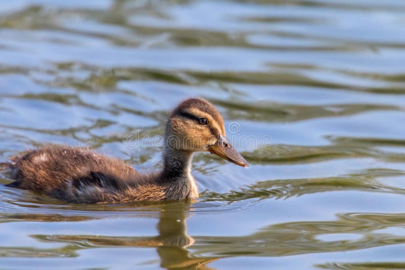 Bebe De Canard De Canard De Natation De Canetons De Surface De L Eau Photo Stock Image Du Sauvage Faune