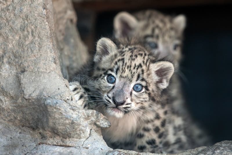 Beau Bebe Mignon De Leopard De Neige Image Stock Image Du Endangered Cheri