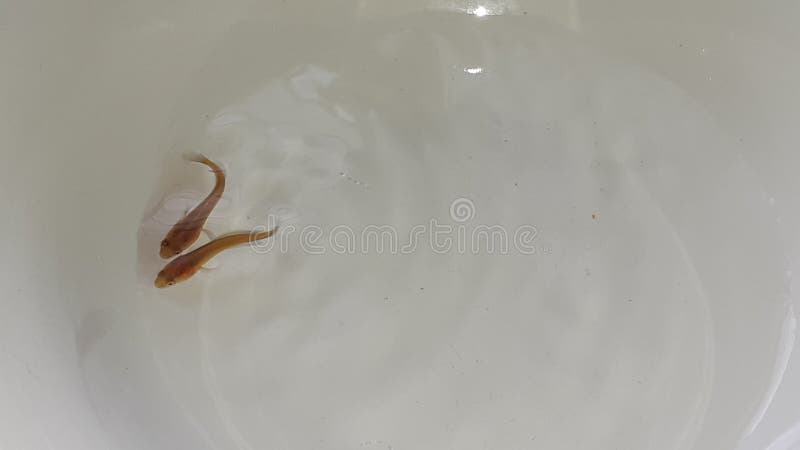 Bebe De Poisson A Tete De Serpent Photo Stock Image Du Natation Channa Bebe De Poisson A Tete De Serpent Photo Stock Image Du Natation Channa