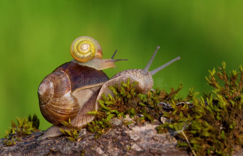 Bebe Escargot Photo Stock Image Du Famille Animal Jardin