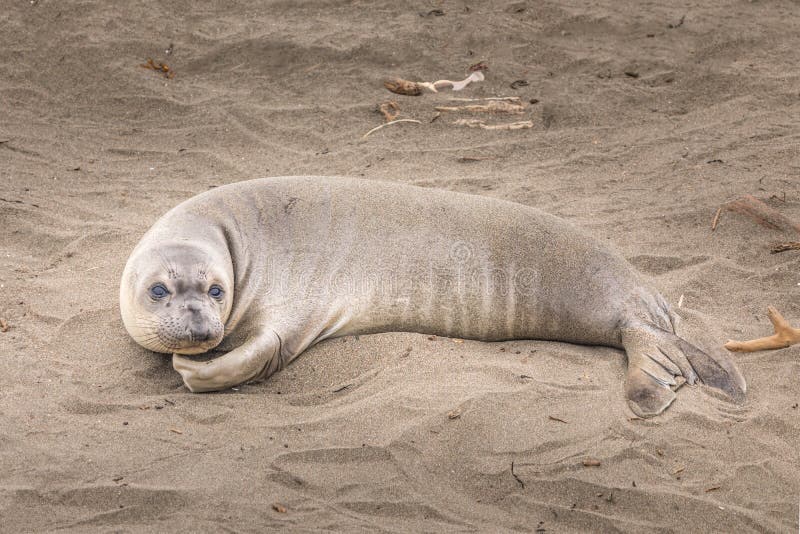 Bebe Lion De Mer Tres Mignon Sur La Plage De L Otarie Point Californie Photo Stock Image Du Paisible Central