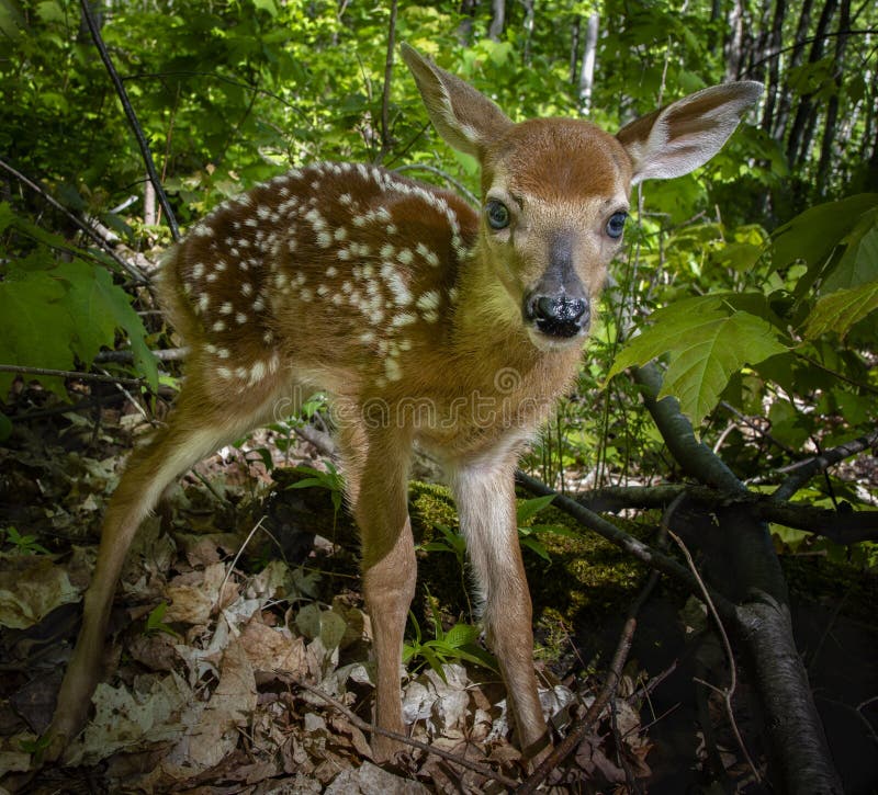 Bambi Nouveau Ne Image Stock Image Du Visage Peau Trouve Bambi Nouveau Ne Image Stock Image Du Visage Peau Trouve