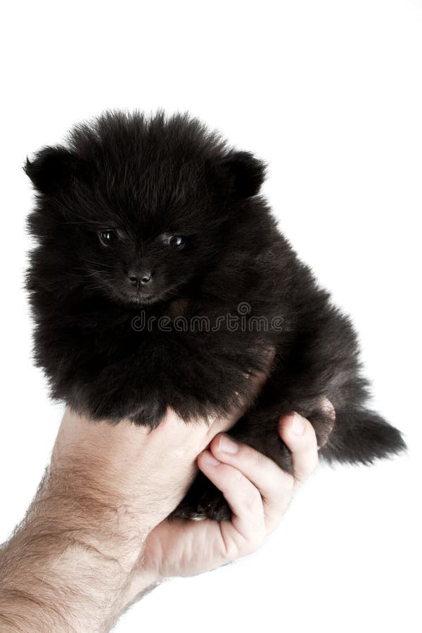 Bebe Pomeranian Photo Stock Image Du Yeux Animal Propre