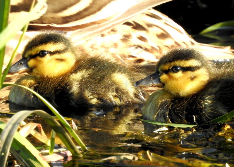 Canard Sauvage Avec Des Bebes De Canetons Image Stock Image Du Canetons Oiseau