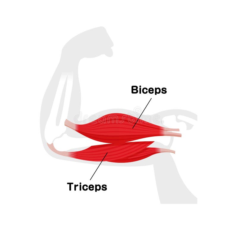 Bíceps E Tríceps Para Ilustração Anatômica Muscular Do Braço