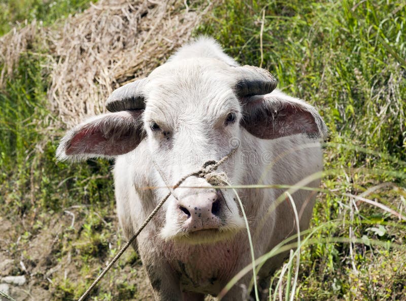 Albino Water Buffalo foto de stock. Imagem de animal - 68237654