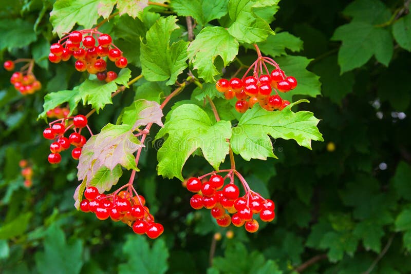 44+ Rote Beeren Strauch Giftig, Sträucher mit roten früchten gibt