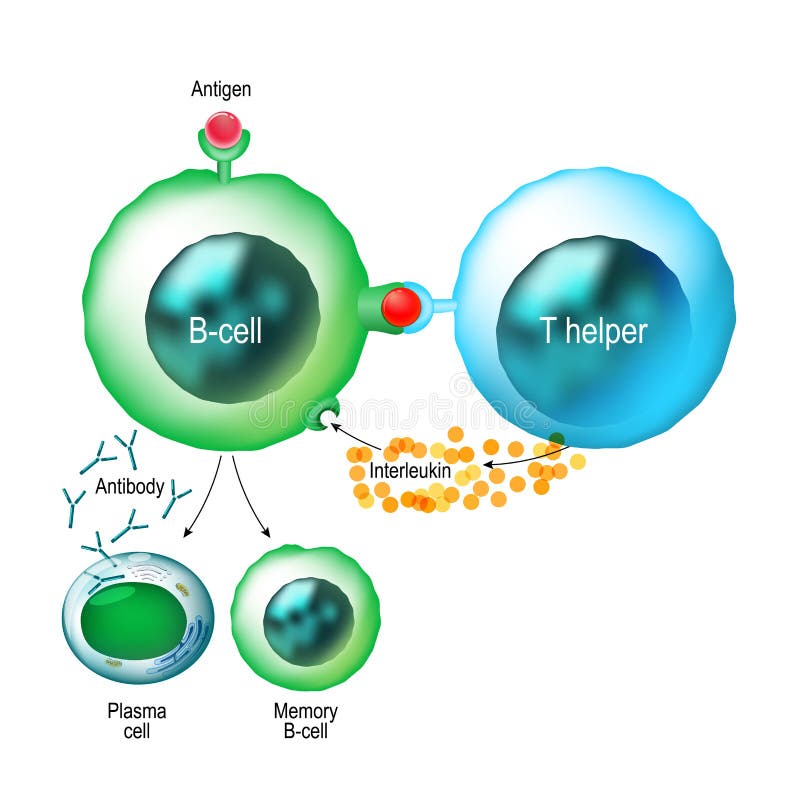 B-cell och funktion för T-hjälpredaceller