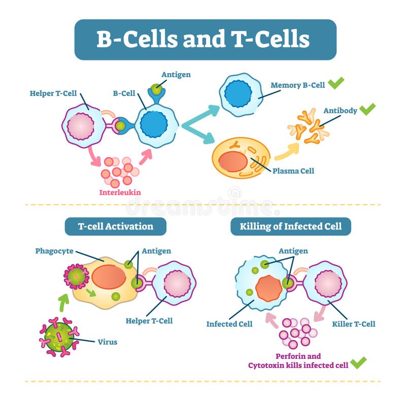 B-celler och T-celler schematiskt diagram, vektorillustration