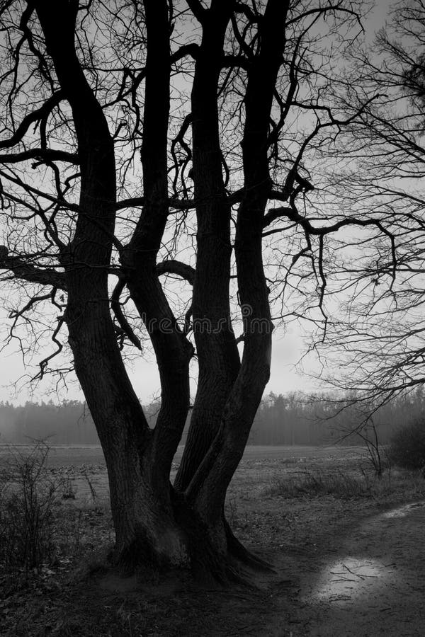 B fotografii drzewny w las