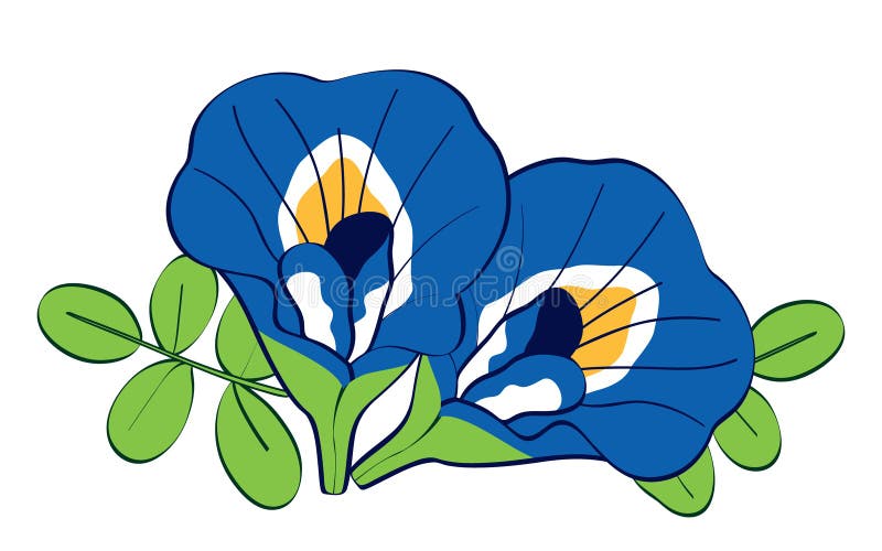 Blue Butterfly Pea Flower Stock Illustrations 90 Blue Butterfly Pea