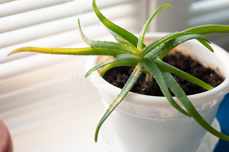 B?roblume auf dem Fenster lizenzfreie stockfotografie B?roblume auf dem Fenster lizenzfreie stockfotografie