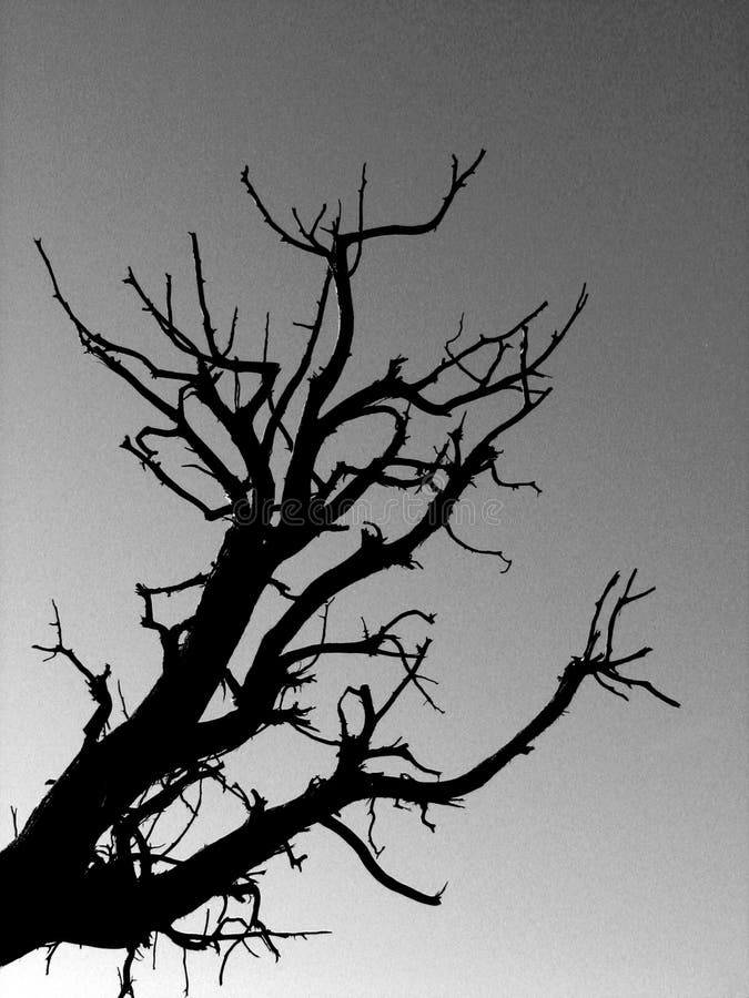 B&W Tree Sillhouette