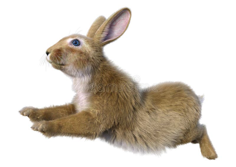 3b. Weiße Darstellung eines kontinentalen Riesenkaninchens stock abbildung