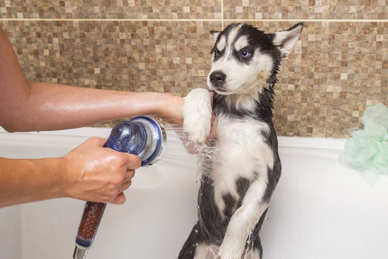 Mirar Hombre nombre de la marca Bañar a Un Cachorro Husky. El Perro Se Ducha Con Agua Y Jabón Foto de  archivo - Imagen de casero, salud: 203625268