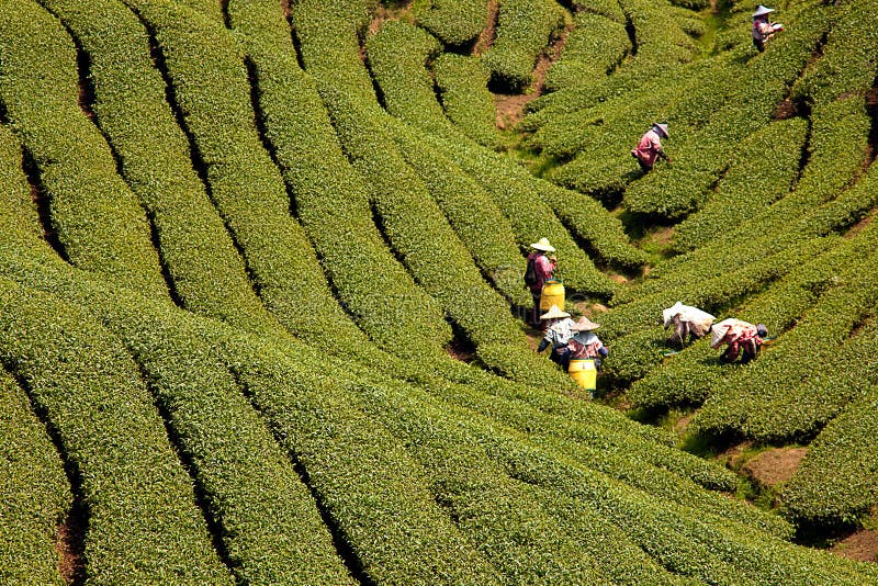 Ba Gua giardino del Tè a metà di Taiwan, Questa è la famosa zona conosciuta per la raccolta a mano del tè.