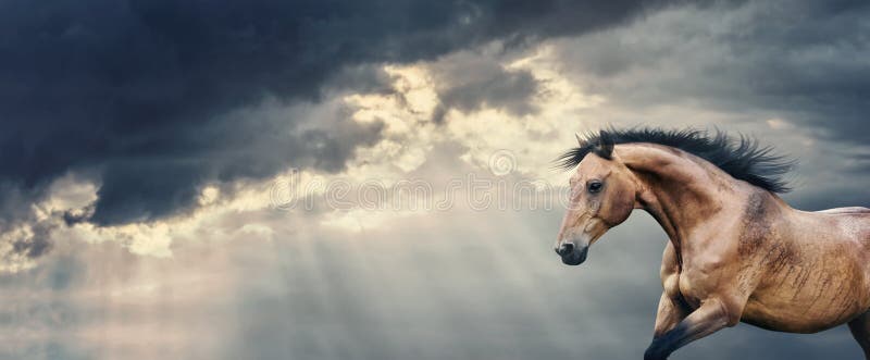 Baaipaard die bij mooie donkere onweers bewolkte hemel lopen met stralen van de zon die door de wolken en de regen, banner breken stock fotografie Baaipaard die bij mooie donkere onweers bewolkte hemel lopen met stralen van de zon die door de wolken en de regen, banner breken stock fotografie
