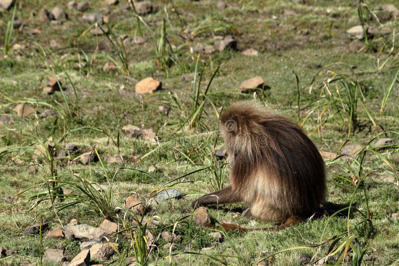 Babbuini di Gelada nelle montagne di Simien dell'Etiopia fotografie stock libere da diritti Babbuini di Gelada nelle montagne di Simien dell'Etiopia fotografie stock libere da diritti