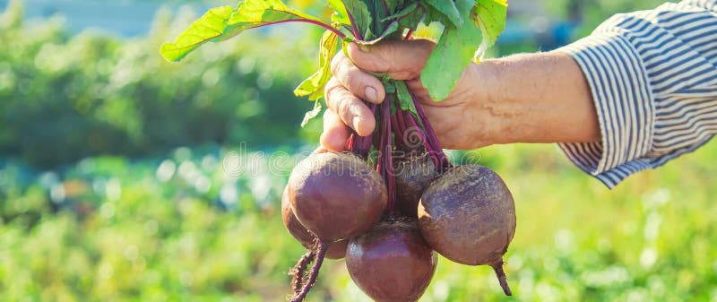 Babcia z warzywami w rękach w ogrodzie. warzywa organiczne. selektywna koncentracja