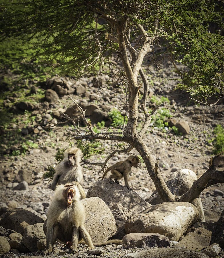 Baboon obviously aroused fletching his teath near Djibouti, East Africa. Baboon obviously aroused fletching his teath near Djibouti, East Africa