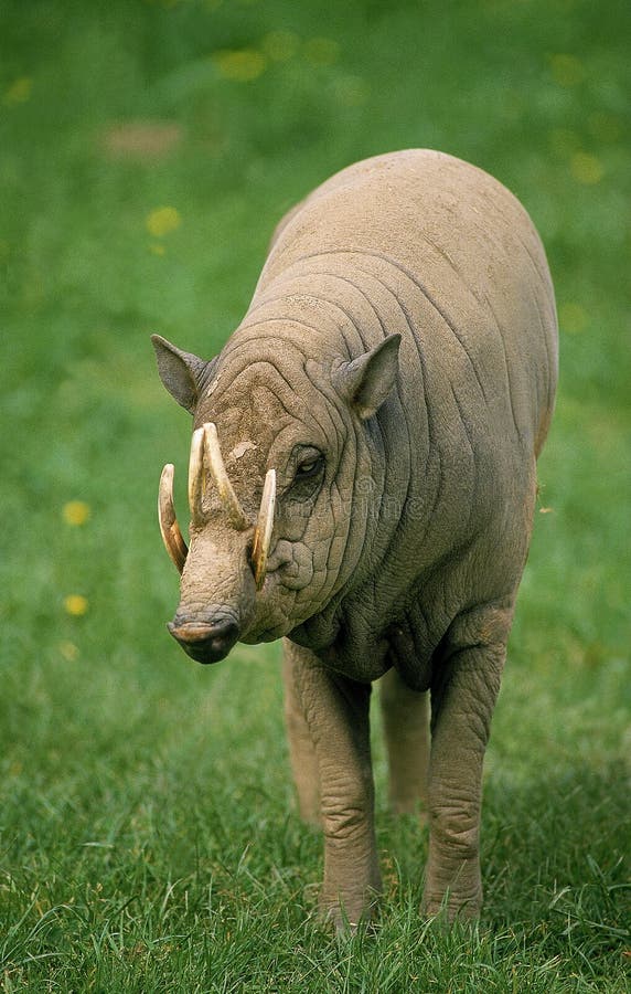 BABIROUSSA babyrousa babyrussa royaltyfri fotografi BABIROUSSA babyrousa babyrussa royaltyfri fotografi
