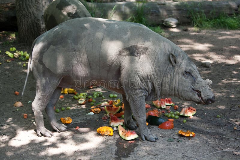 babirusa fotografering för bildbyråer babirusa fotografering för bildbyråer