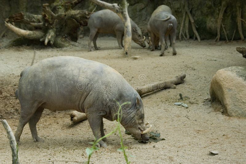 Babirusa 4