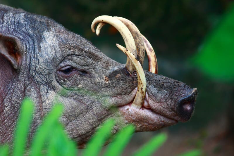 Babirusa