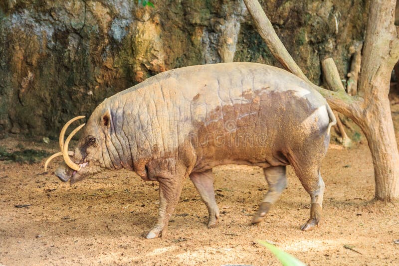 Babirusa i en zoo royaltyfria foton Babirusa i en zoo royaltyfria foton