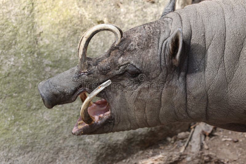 Babirusa Sulawesi (celebensis Babyrousa) στοκ φωτογραφία με δικαίωμα ελεύθερης χρήσης Babirusa Sulawesi (celebensis Babyrousa) στοκ φωτογραφία με δικαίωμα ελεύθερης χρήσης