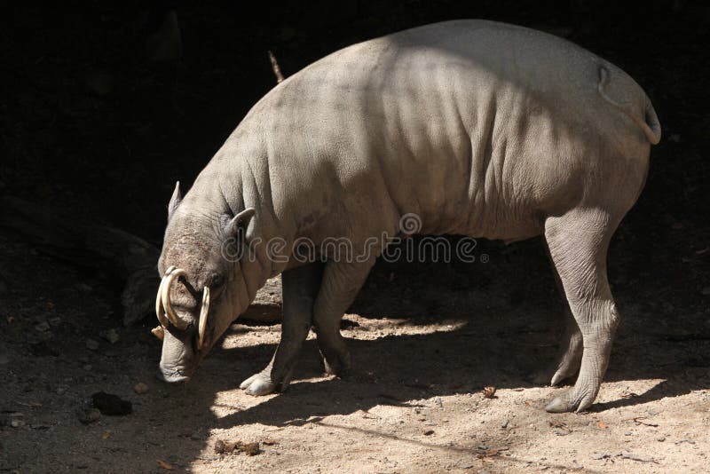 Babirusa Sulawesi (celebensis Babyrousa) στοκ εικόνες με δικαίωμα ελεύθερης χρήσης Babirusa Sulawesi (celebensis Babyrousa) στοκ εικόνες με δικαίωμα ελεύθερης χρήσης