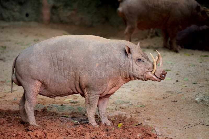 babirussa-26004032.jpg