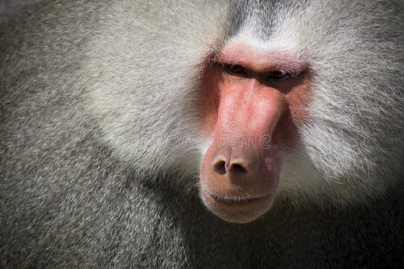 Baboon stock photos