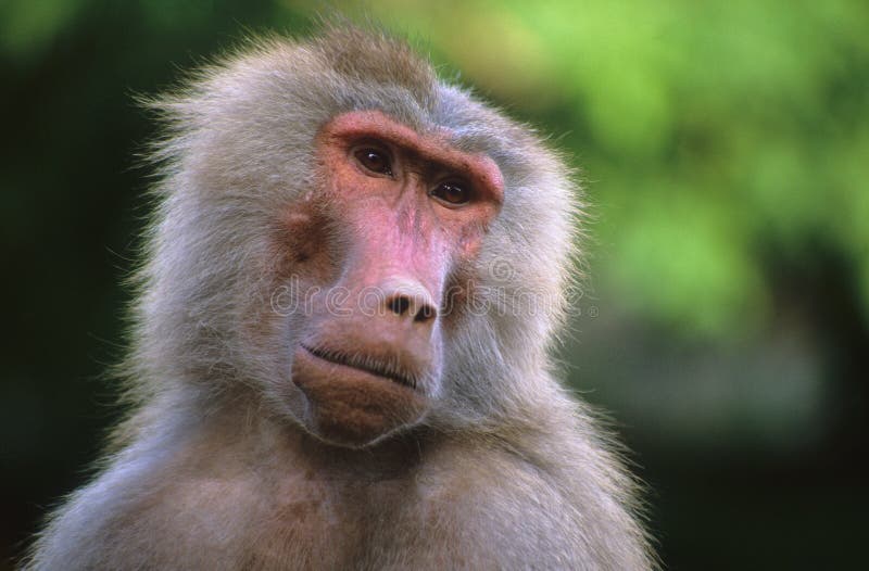 Baboon