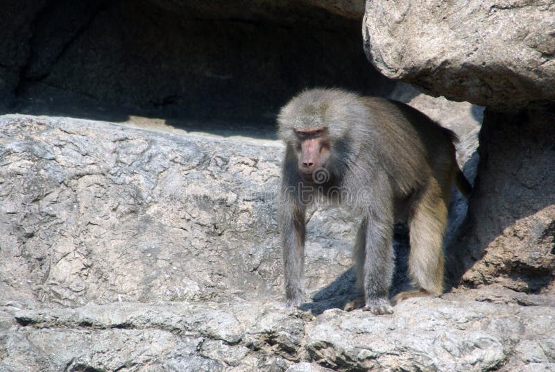 Baboon