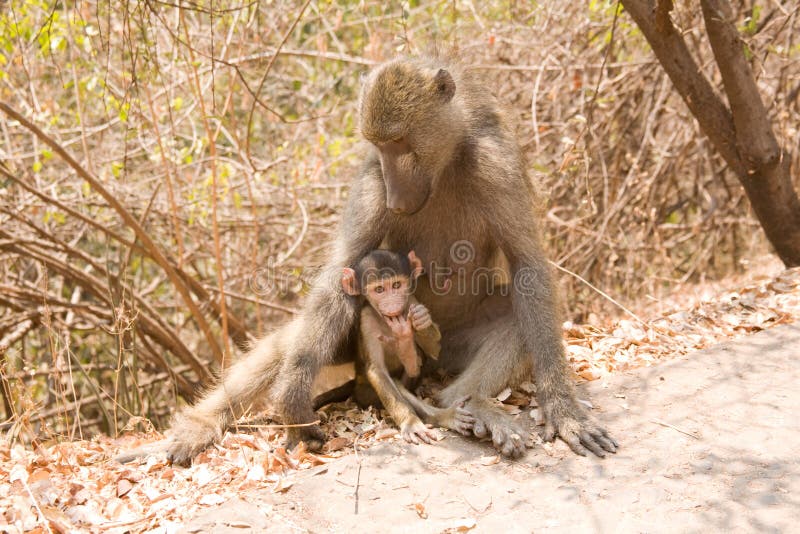 Baboon with baby