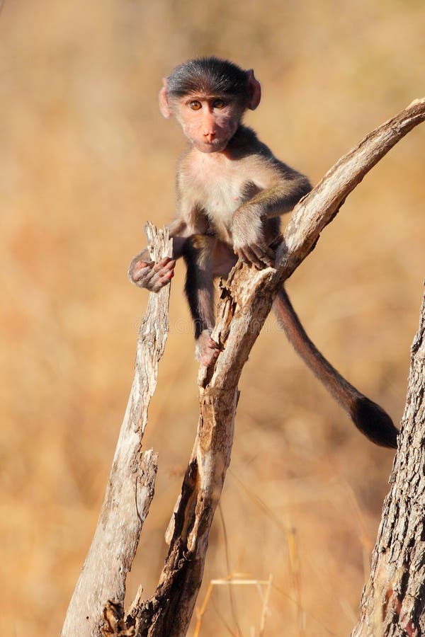baboon chacma μωρών στοκ φωτογραφίες με δικαίωμα ελεύθερης χρήσης baboon chacma μωρών στοκ φωτογραφίες με δικαίωμα ελεύθερης χρήσης