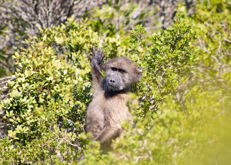 Baboon Chacma που στέκεται στα fynbos στοκ εικόνα Baboon Chacma που στέκεται στα fynbos στοκ εικόνα