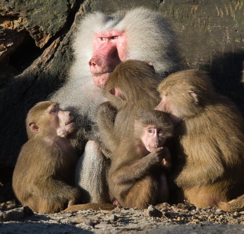 Baboon family