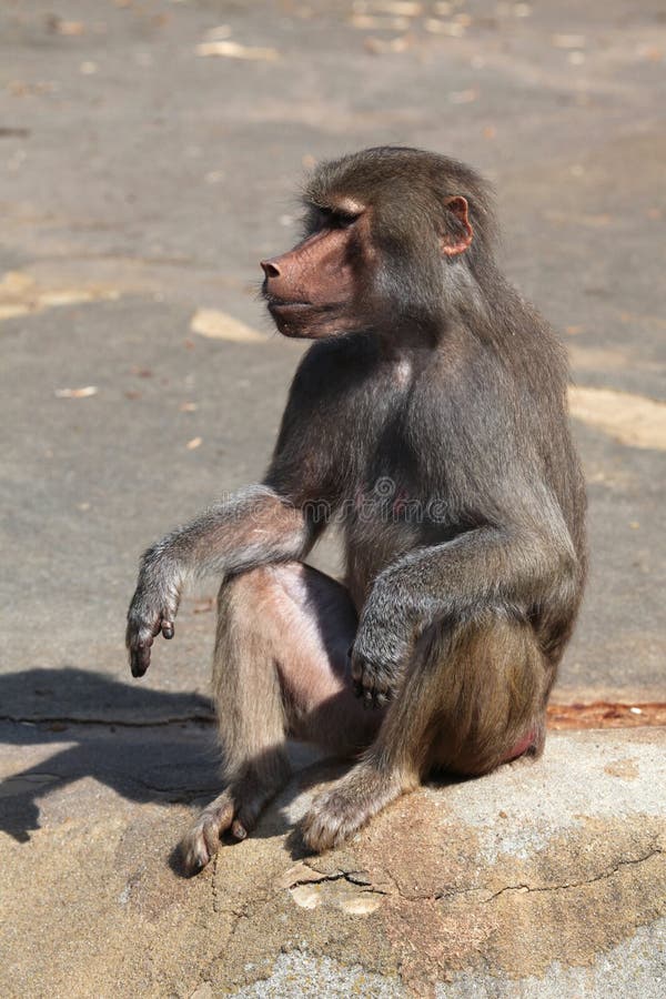 Baboon Hamadryas (hamadryas Papio) στοκ φωτογραφία με δικαίωμα ελεύθερης χρήσης Baboon Hamadryas (hamadryas Papio) στοκ φωτογραφία με δικαίωμα ελεύθερης χρήσης