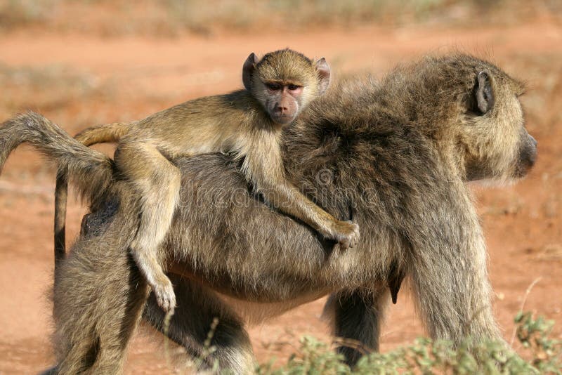 Baboon infant