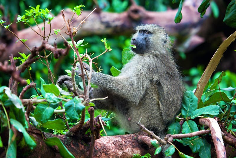 Baboon monkey in African bush