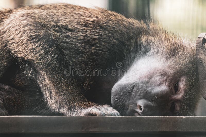 Baboon monkey close-up portrait