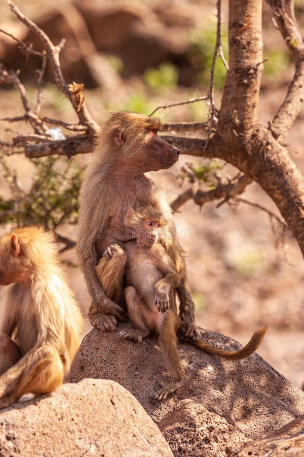 Baboon Tits - 134 Baboon Breast Stock Photos - Free & Royalty-Free Stock Photos from  Dreamstime