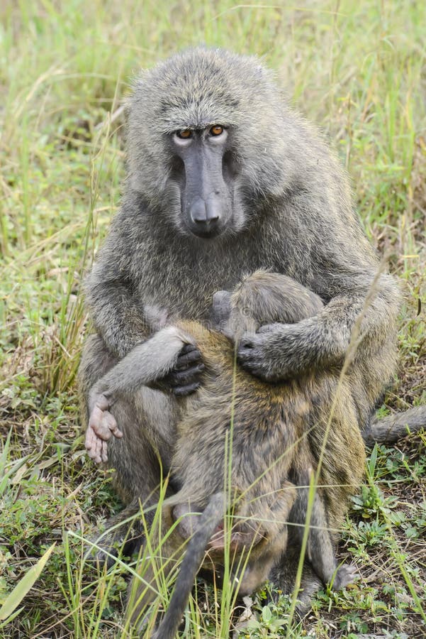 Baboon mother with baby stock photo. Image of look, attached - 1566056