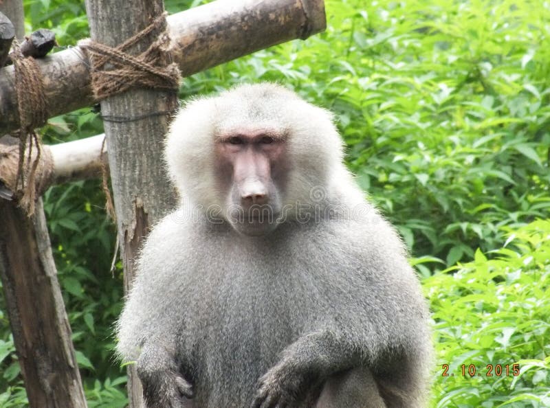 211 Nehru Zoological Park Stock Photos - Free & Royalty-Free Stock Photos from Dreamstime 211 Nehru Zoological Park Stock Photos - Free & Royalty-Free Stock Photos from Dreamstime