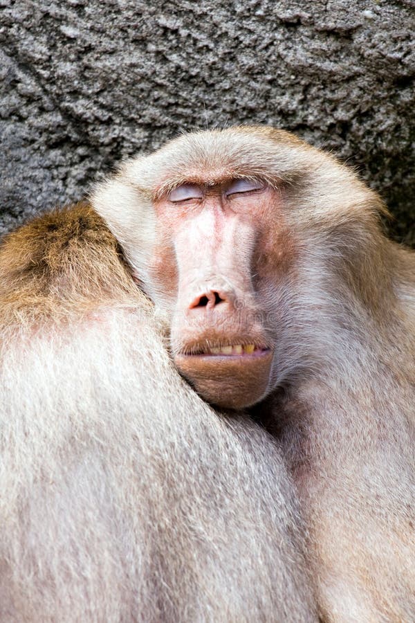 Baboon sleeping royalty free stock images