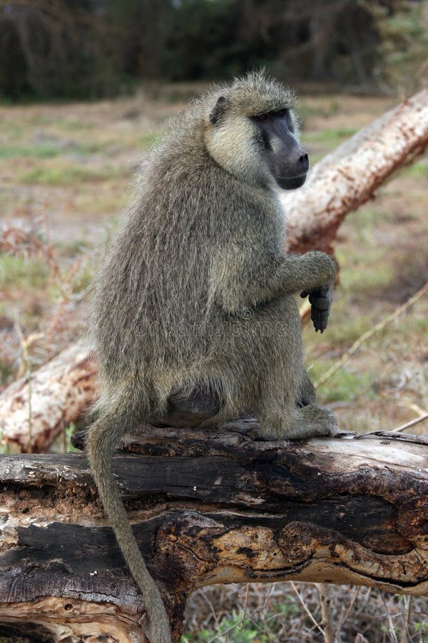 Baboon on a tree