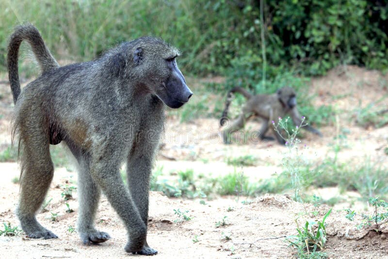 Baboon πίθηκος με cub στοκ φωτογραφίες με δικαίωμα ελεύθερης χρήσης Baboon πίθηκος με cub στοκ φωτογραφίες με δικαίωμα ελεύθερης χρήσης